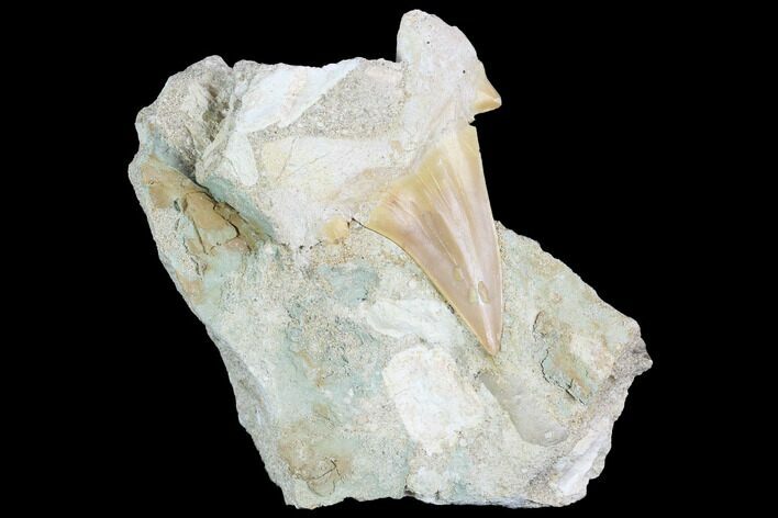 Otodus Shark Tooth Fossil In Rock - Eocene #86988